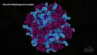 Pyruvate Dehydrogenase  HHMI BioInteractive Video [upl. by Odey]