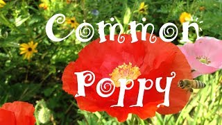 Common Poppy Papaver rhoeas Flowers Pods amp Seeds [upl. by Towney]