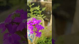 कितना सुन्दर है ना 🌺। verbena flowers trending music garden farming tarracegarden nature l [upl. by Leontina]