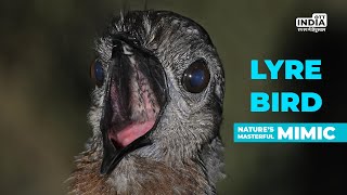 Lyrebird  Lyrebird Mimicking  Lyrebird Human Voice [upl. by Felita]