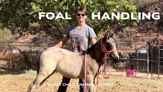 FOAL HANDLING  Episode Two  R Halter Breaking and HandsOff VS HandsOn [upl. by Arianna858]