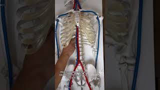 Supine Hypotensive syndrome paramedic paramedicschool paramedicstudent emt physiology [upl. by Caras]