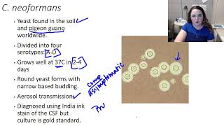 Cryptococcus neoformans [upl. by Ahsinor]