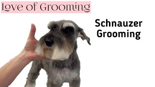 Grooming a Pet Miniature Schnauzers Head [upl. by Auhsohey]