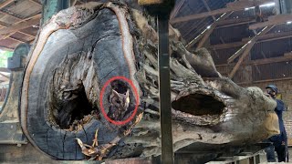 Worst case scenario 600yearold teak wood becomes owls nest at sawmill [upl. by Constantino]