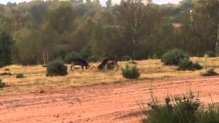 Black Fallow deer rut Rufford Colliery Oct 14 [upl. by Yleoj627]