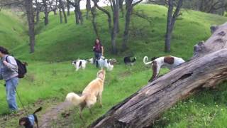 21 HOUND HIKE  Silken Windhounds Borzoi Dachshunds and Magyar Agars [upl. by Wally757]