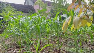 Jardin de maïs vert 🌽🌽🌽 La beauté du jardinage [upl. by Seaden213]