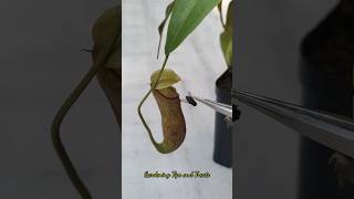 Feeding my Nepenthes a Housefly🦟 nepenthesplant pitcherplants carnivorousplants nepenthes [upl. by Arriec552]