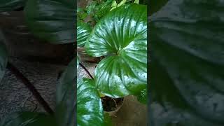 alocasia homalomena plantlover plants [upl. by Llevert524]