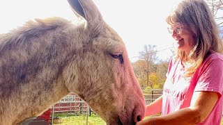 Rescue Donkey Project UpdateHaven [upl. by Moyer]