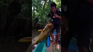 fishingbig catfish 😱😱watch and 👍Pralay8KD comment [upl. by Haroved]