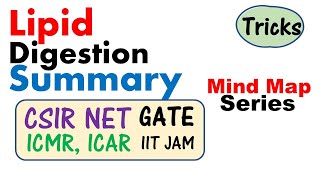 Lipid digestion and absorption biochemistry [upl. by Acirrehs]