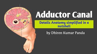 ADDUCTOR CANAL  Location Content amp Clinical Aspect by AnatomyHub [upl. by Leahcimdivad]