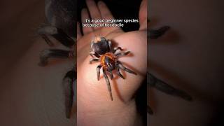 The smallest tarantula in the world🥹 arachnids spider tarantula spiders insect nature zelda [upl. by Chun]