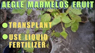 Aegle Marmelos Fruit Transplant in Container  How to use Liquid Fertilizer on Bael Tree [upl. by Ecnarepmet]