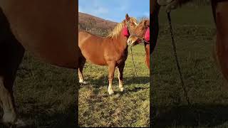 Stallion meets young Barbora । cavalo Bonito । Horse vlog [upl. by Aihsekan]