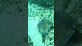 Big Mama Pregnant Stingraydiving fish ocean sea scubadiving fishing pesca seadiving viral [upl. by Halley701]