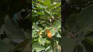 Booking open for Persimmon plants and Fruits jai Kisan hp 9418639010 shortvideo youtube [upl. by Hurwitz709]