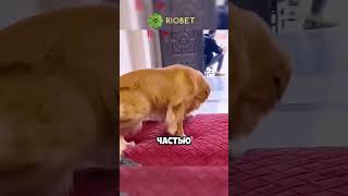 это самая заботливая собака 🥺🐕 животные милыеживотные [upl. by Vigor]