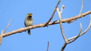 Yellowfaced Grassquit [upl. by Ariaic]