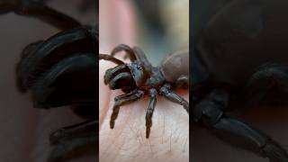 The PURSEWEB SPIDERS Are The MOST ALIEN SPIDERS ON EARTH spider spiders [upl. by Lobiv]