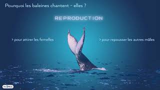 Analyse des chants des baleines à bosse dans locéan indien [upl. by Arramat982]