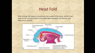 weeks 3 7 embryonic folding video [upl. by Sevy]