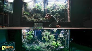 I Connected My Two Giant Rainforest Vivariums Together [upl. by Enilaf]