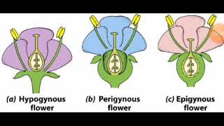 Position of Ovary  Hypogynous  Perigynous amp Epigynous Flower NEET2024 [upl. by Benjy]