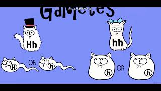 Biology with pinyin through AMOEBA SISTERS  Dihybrid and TwoTrait Crosses [upl. by Elatsyrc]