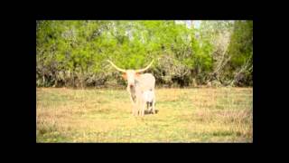 Longhorn Cow amp Calf [upl. by Airla]