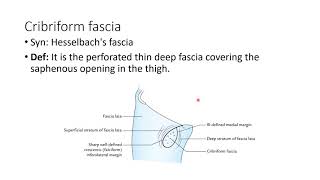 CRIBRIFORM FASCIA [upl. by Coyle]