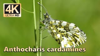 Orange tip Anthocharis cardamines [upl. by Arman647]