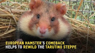 European Hamsters Comeback Helps to Rewind the Tarutino Steppe [upl. by Gahan774]