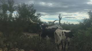 Legend of the Superstition Mountains S3E8 The Dutch Hunter Rendezvous [upl. by Jan]