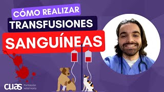 💉 Cómo preparar y realizar transfusiones sanguíneas en veterinaria 💪🏼 [upl. by Akimot]