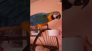 Guacamayo Hablando español [upl. by Ecnarrat]