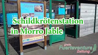 Schildkrötenstation Morro Jable [upl. by Eidnil]