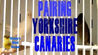 Pairing Yorkshire Canaries  Henrys Bird Room Tips amp DIY Info for Bird Breeders [upl. by Ahtael]