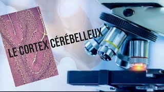 Le cortex cérébelleux  Structure histologique [upl. by Vani986]