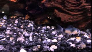 Blue Corydoras Weitzmani [upl. by Garrick]