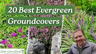 20 Evergreen Groundcovers to Keep Your Garden Looking Great All Year [upl. by Tillford364]