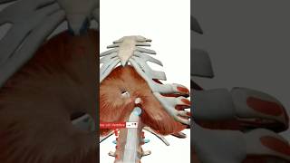 Anatomie du diaphragme anatomy medecine anatomie doctor medicalstudent science education [upl. by Irme]