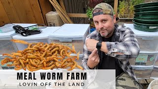 HOW MUCH TIME DOES IT REALLY TAKE  MEALWORM FARM [upl. by Edea]