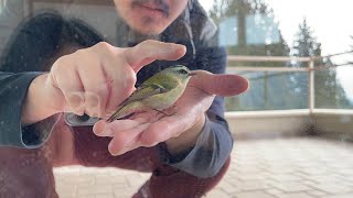 GoldenCrowned Kinglet Rescued but Would Rather Stay with Its Rescuer by Standing on His Hand [upl. by Micki]