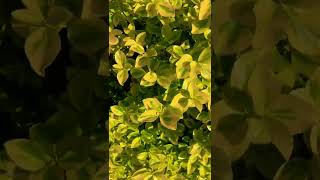 Euonymus Fortunei Emerald Gold plants [upl. by Petie]