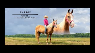 Palomino Missouri Foxtrotter Mare MFTHBA For Sale Field TrialGaitedDriving [upl. by Ahcsap946]