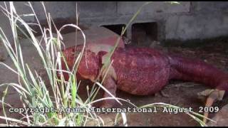 Argentine red tegus Tupinambis rufescens [upl. by Otis]