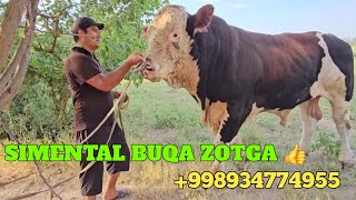 2 TONNA SIMENTAL BUQA SOTILADI ZOTGA ZO‘R 18 ☎️934774955 DEXQON AKADAN [upl. by Bound]